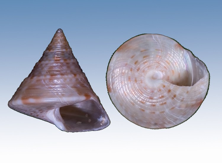 Calliostomatidae vari